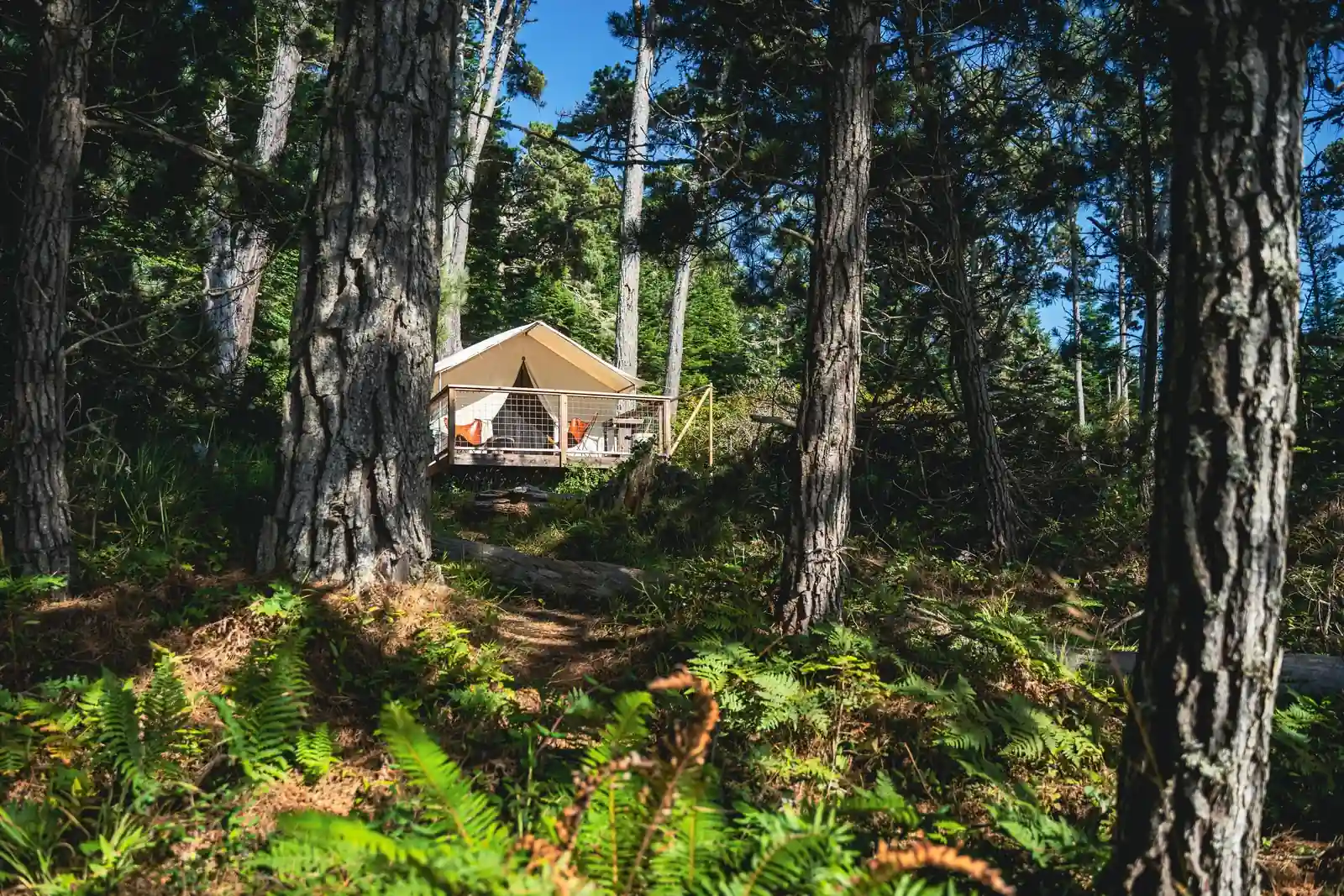 A campsite with tents and glamping under the trees